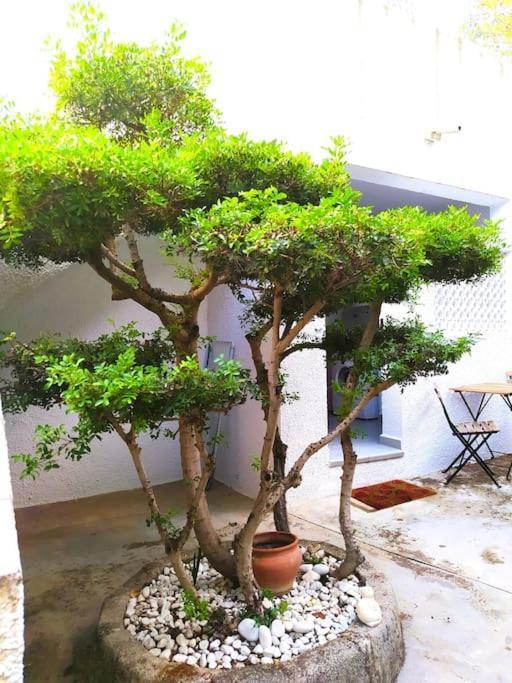 La Casa De Las Palmeras Muntanya la Sella Kültér fotó